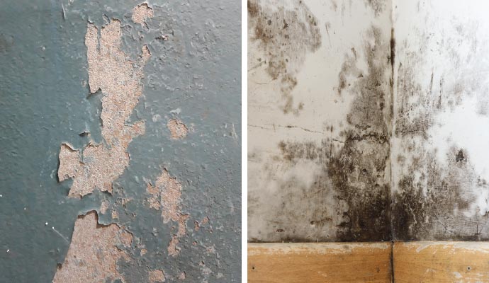Collage of peeling paint and mold on wall