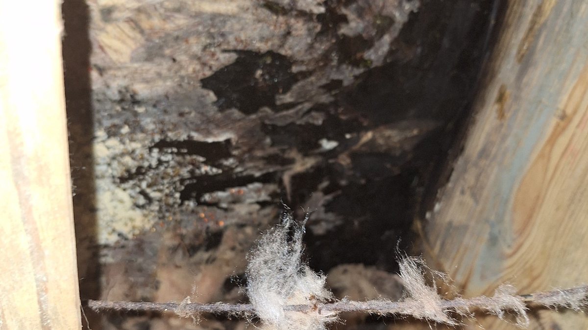 Mold on a crawl space subfloor - a common warning sign