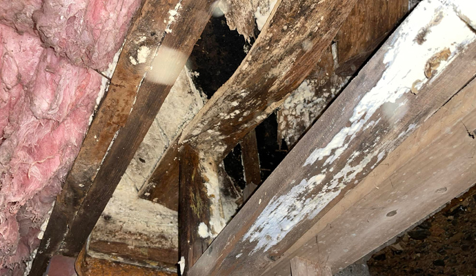 Rotten wood structure