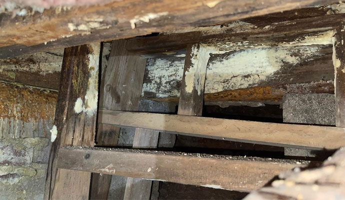Fungus and rot on wooden beams.