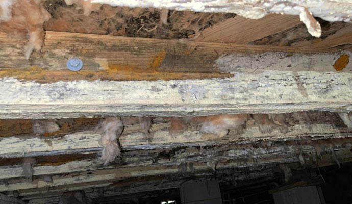 Dry rot