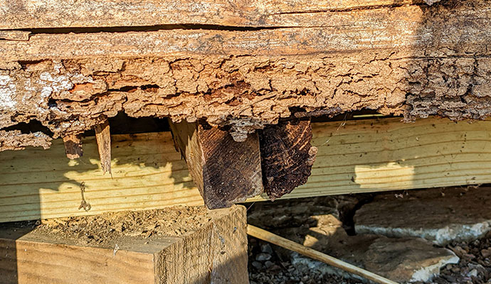 Signs of termite infestation