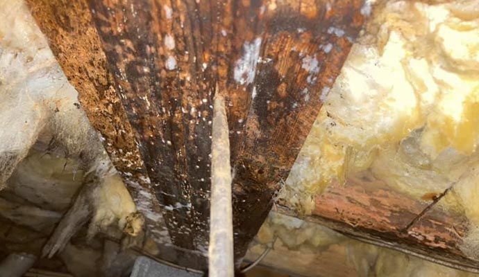 Termite damaged wood in a crawl space